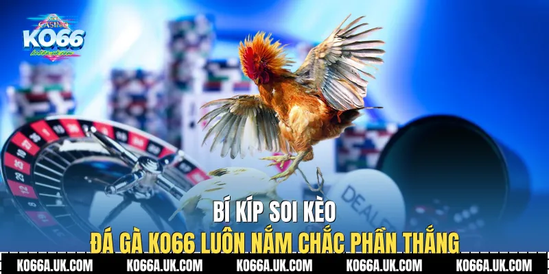 Bí kíp soi kèo Đá Gà Ko66 luôn nắm chắc phần thắng